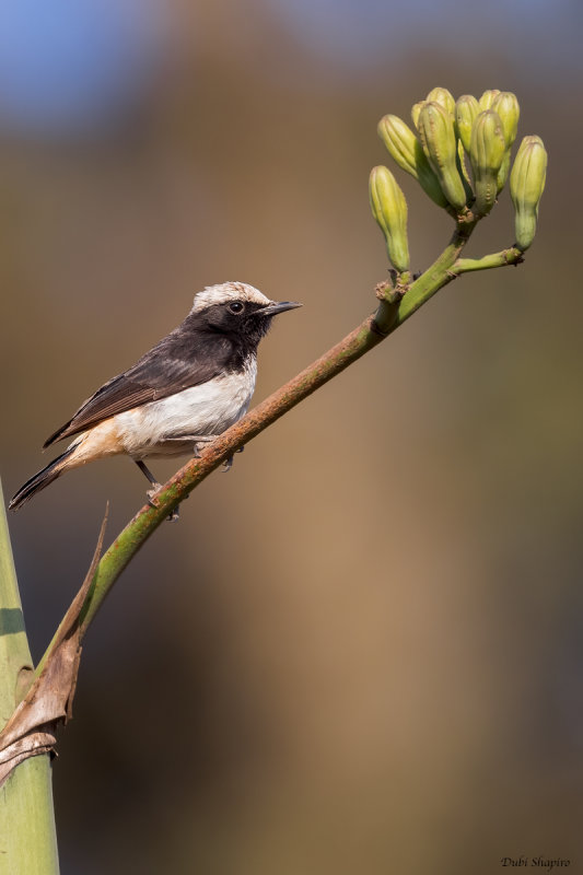 Abyssinian (Schalow's) Wheatear