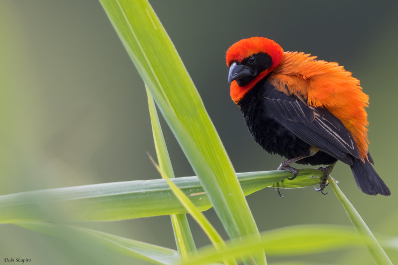 Black-winged Bishop