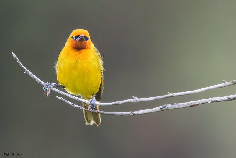 Spectacled Weaver