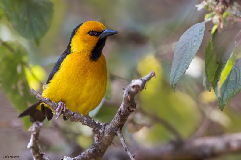 Black-necked Weaver