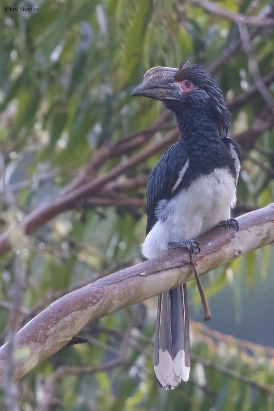 Trumpeter Hornbill 