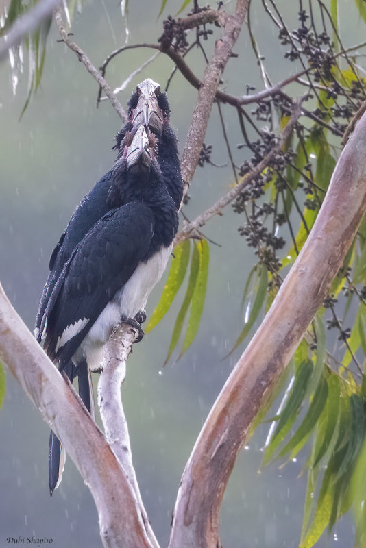 Trumpeter Hornbill