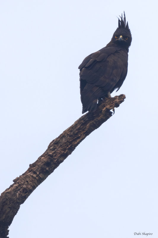 Long-crested Eagle