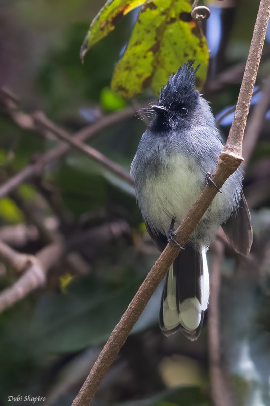 White-tailed Crested Flycatcher