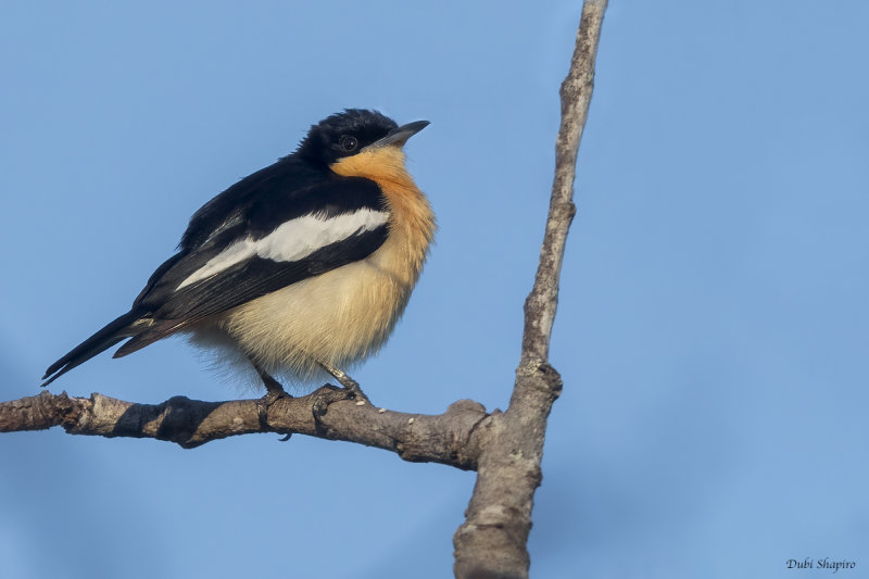 Yellow-bellied Hyliota 