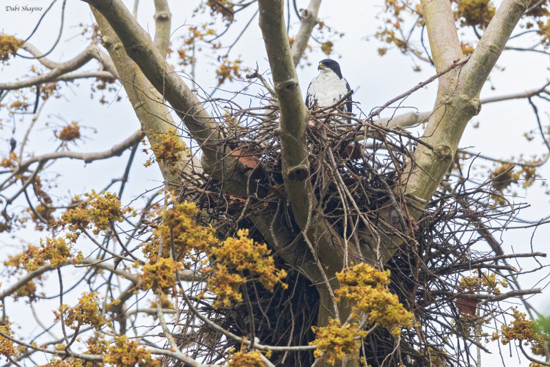 Black Goshawk