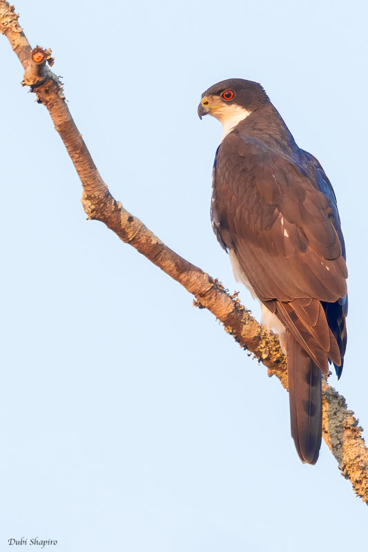 Black Goshawk