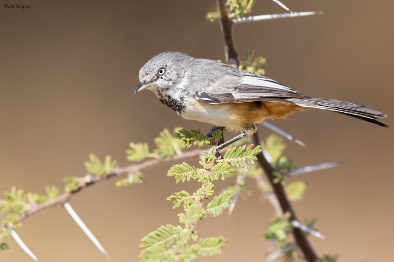 Banded Parisoma (Sylviid Warblers and Allies)