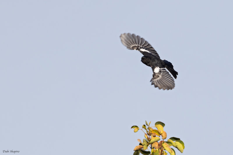 White-bellied Tit