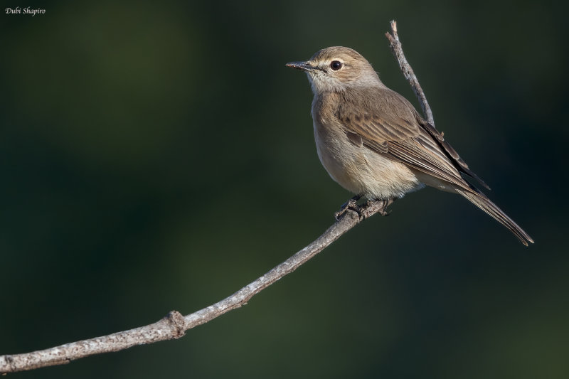 Pale Flycatcher