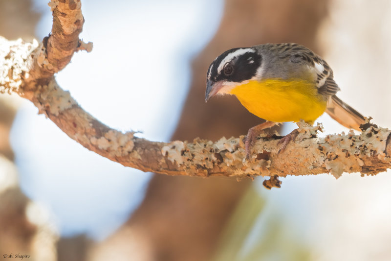 Cabanis's Bunting