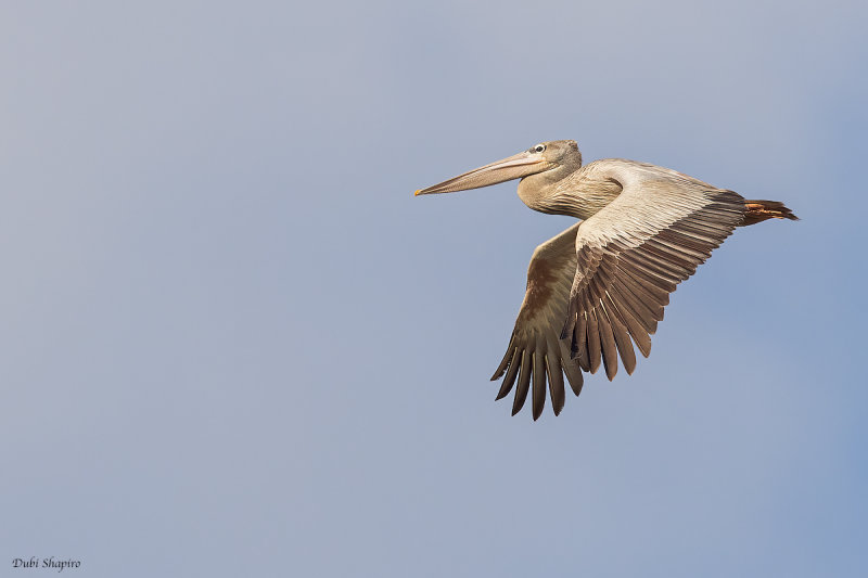 Pink-backed Pelican