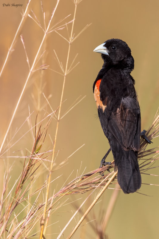 Fan-tailed Widowbird