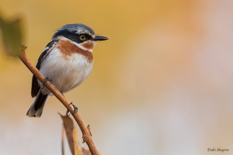 Pale Batis 