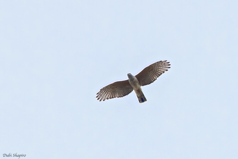 African Cuckoo-Hawk 