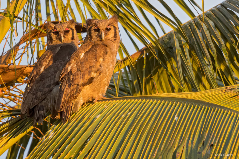 Verreaux's Eagle-Owl