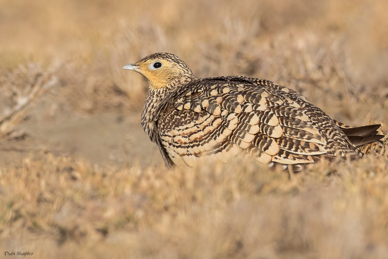 Chestnut-bellied Sandgrouse 