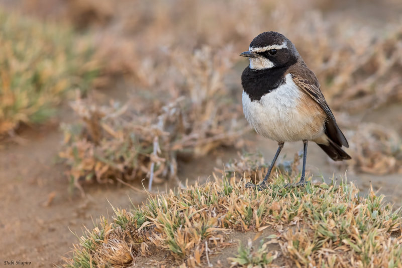 Capped Wheatear