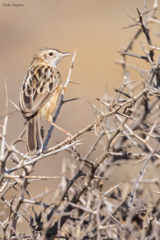 Desert Cisticola