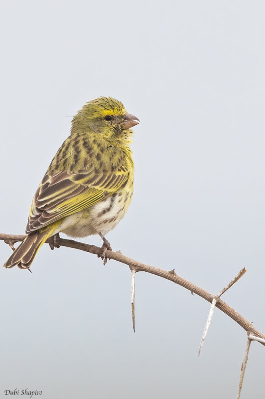 White-bellied Canary 