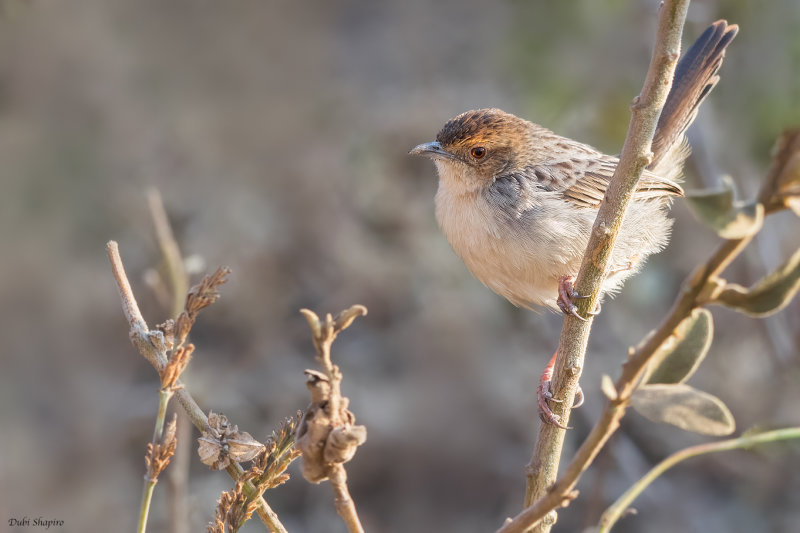 Lynes's Cisticola