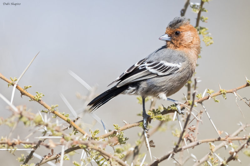 Red-throated Tit