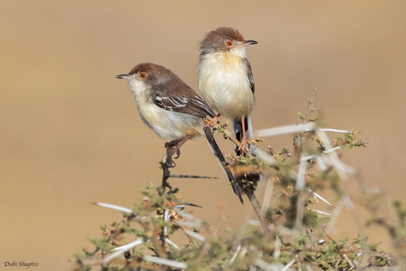 Red-fronted Prinia