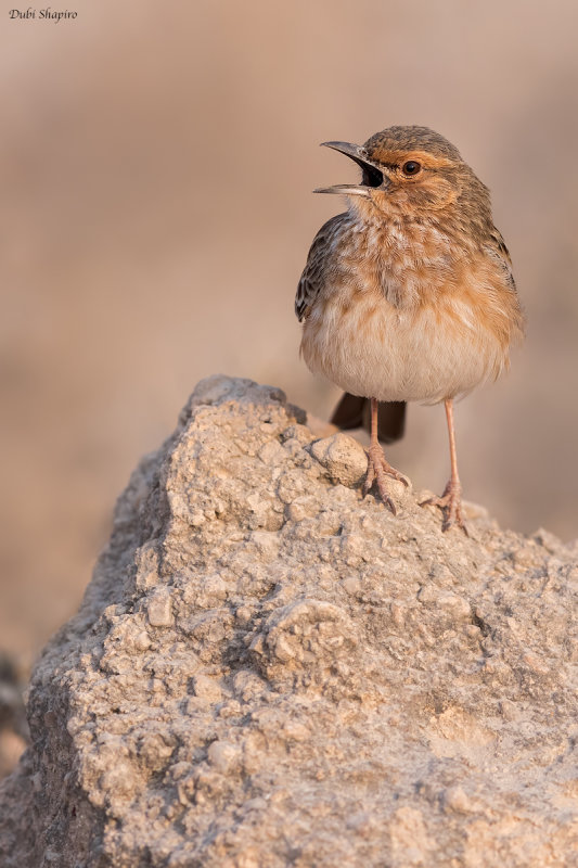 Pink-breasted Lark 