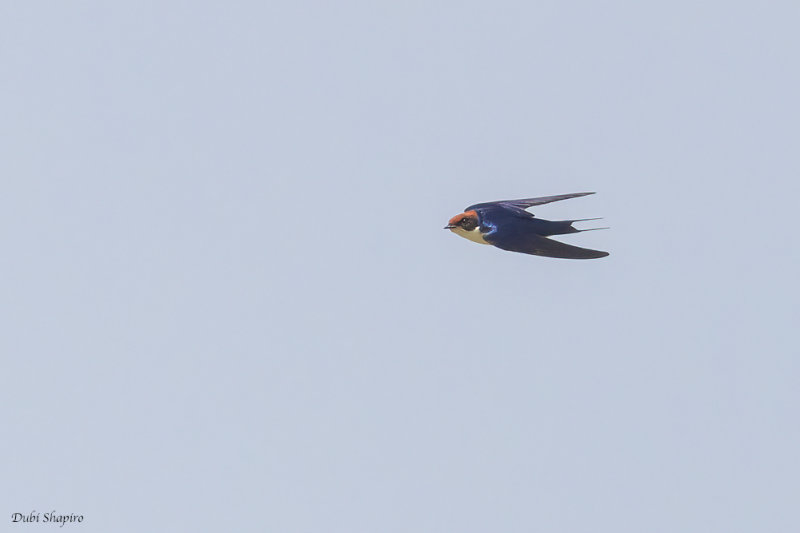 Wire-tailed Swallow