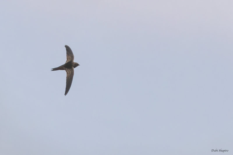 African Swift