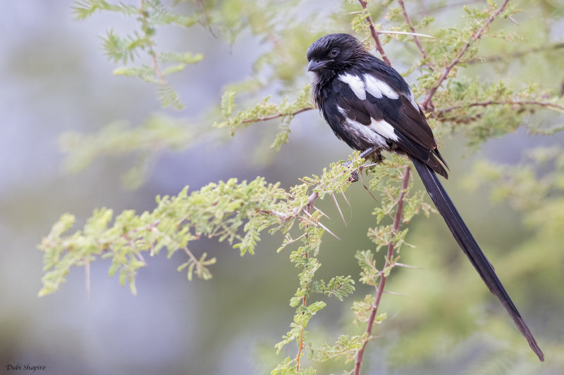 Magpie Shrike