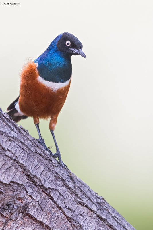 Superb Starling