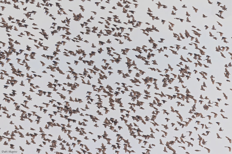 Red-billed Quelea