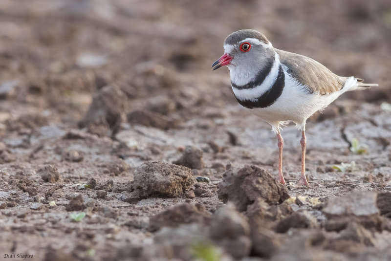 African Three-banded Plover 