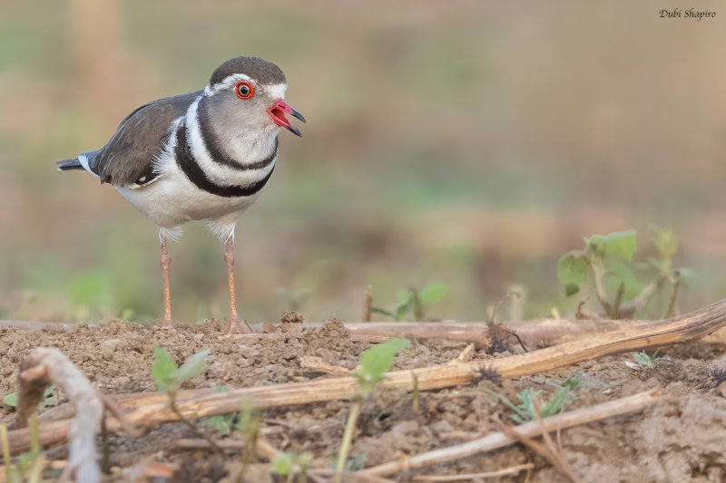 African Three-banded Plover