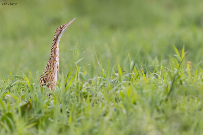 Pinnated Bittern