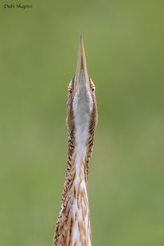 Pinnated Bittern