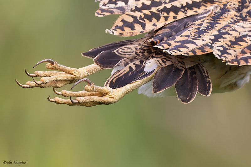 Pinnated Bittern 