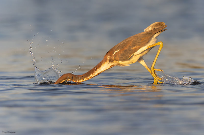 Tricolored Heron 