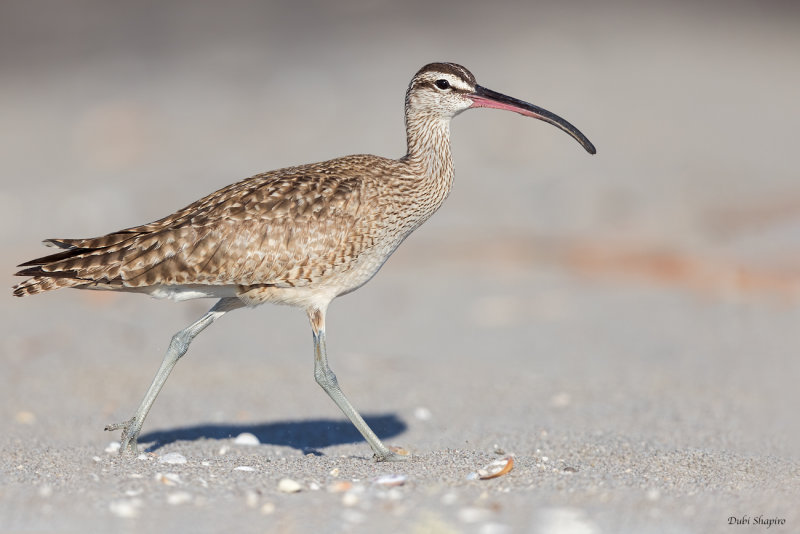 Hudsonian Whimbrel