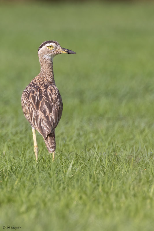 Double-striped Thick-knee