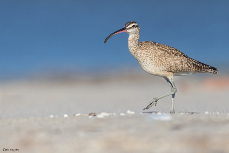 Hudsonian Whimbrel 