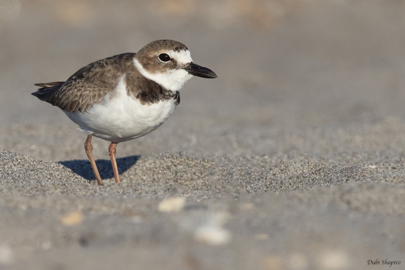 Wilson's Plover 