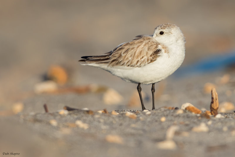 Sanderling