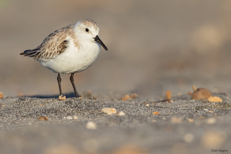 Sanderling 