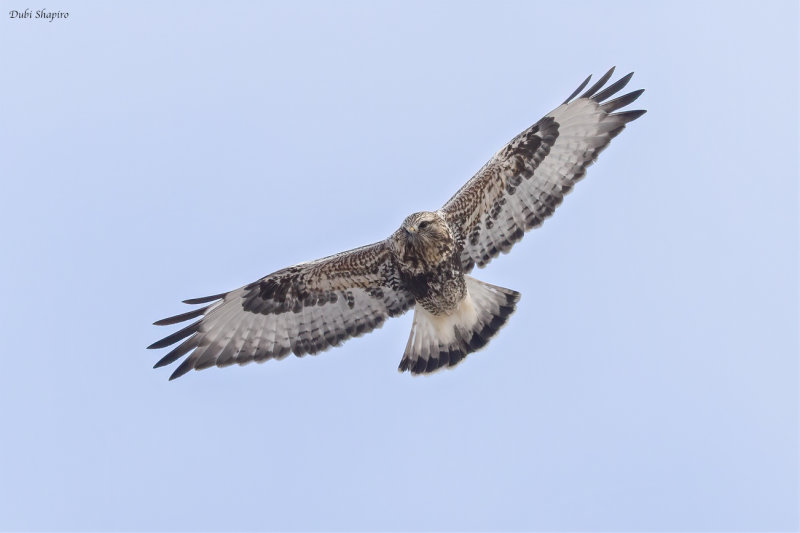 Rough-legged Hawk 