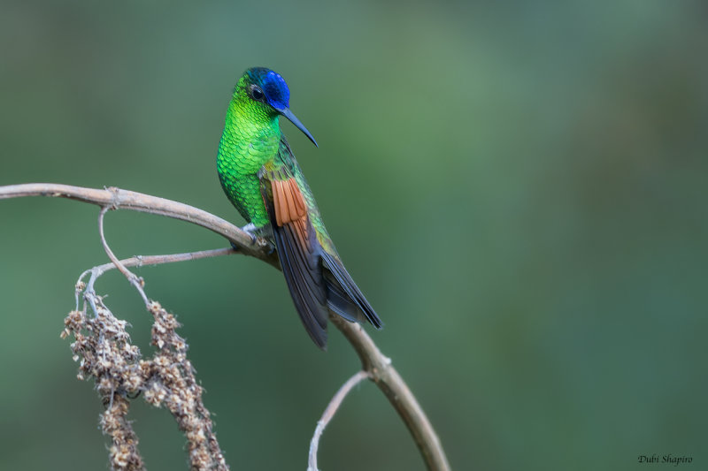 Blue-capped 'Oaxaca' Hummingbird 