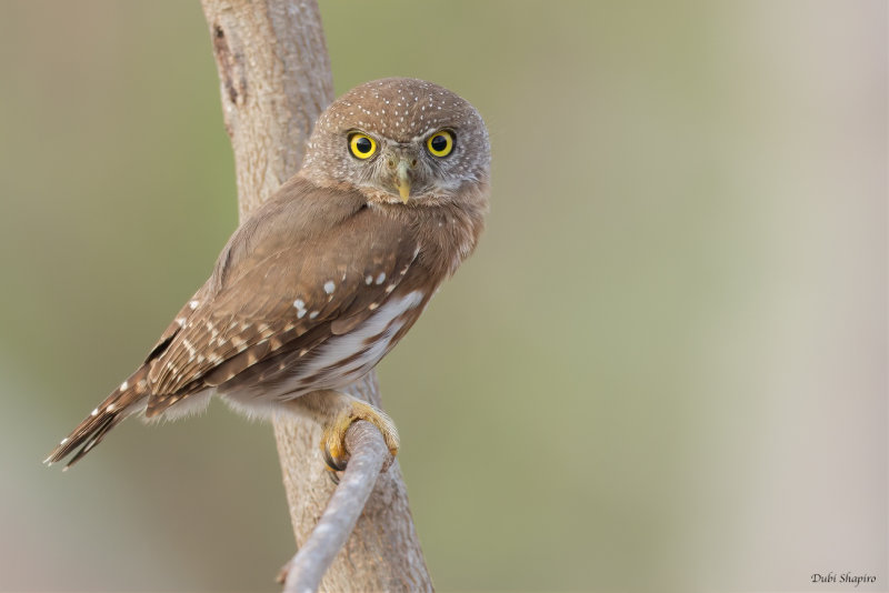 Colima Pygmy-Owl 