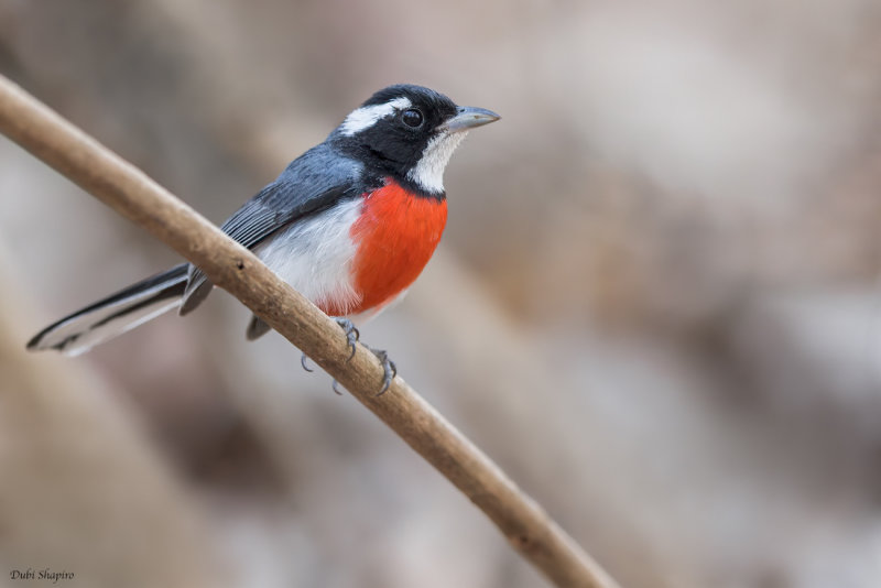 Red-breasted Chat 
