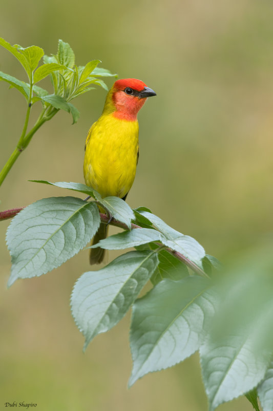 Red-headed Tanager 